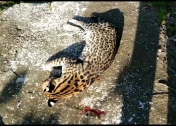 Jaguatirica é encontrada morta em rodovia de Poços de Caldas