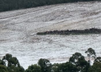Vídeo: forte chuva de granizo deixa parte de fazenda coberta de gelo em Poços de Caldas