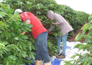 Fazenda de café no Sul de Minas é notificada pelo MPT-MG por coagir funcionários