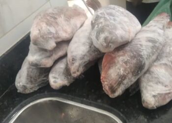 PMSP apreende 268 kg de pescado e aplica R$ 7 mil em multas