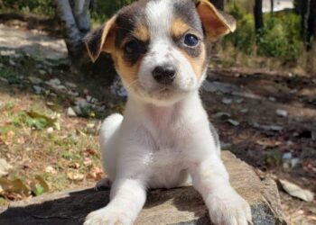 Cadastro para castração de cães e gatos retorna em janeiro