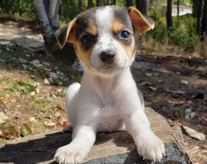 Cadastro para castração de cães e gatos retorna em janeiro