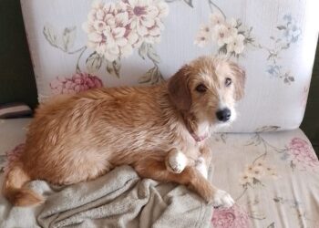 Cão é salvo após prender cabeça em grade em Poços de Caldas