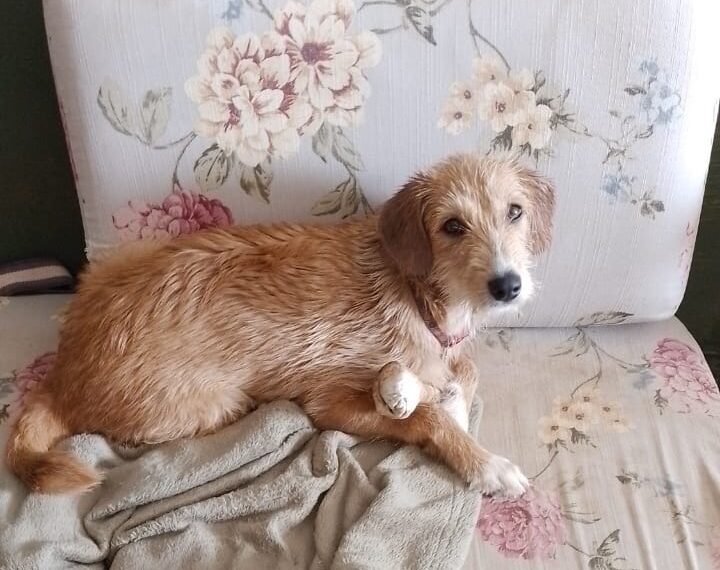 Cão é salvo após prender cabeça em grade em Poços de Caldas