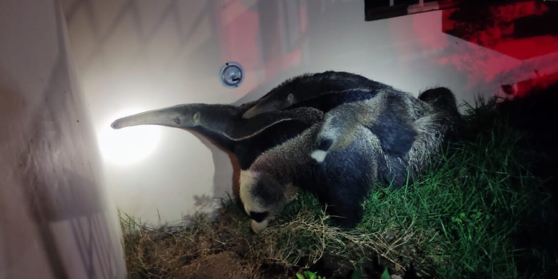 VÍDEO | Bombeiros resgatam tamanduá e filhote na área urbana de Poços