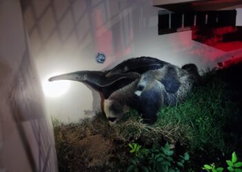 VÍDEO | Bombeiros resgatam tamanduá e filhote na área urbana de Poços