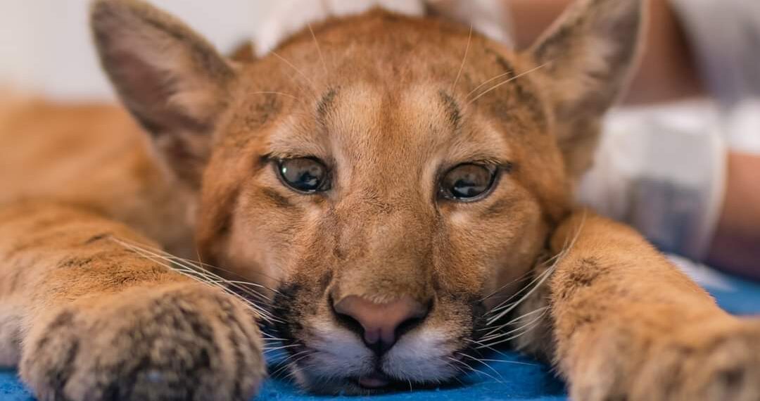 Filhote de Onça-parda é atendido em Centro Veterinário da Puc em Poços