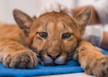 Filhote de Onça-parda é atendido em Centro Veterinário da Puc em Poços