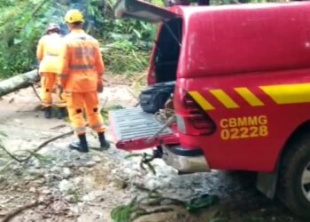 Árvore cai e Bombeiros são acionados para desobstruir via
