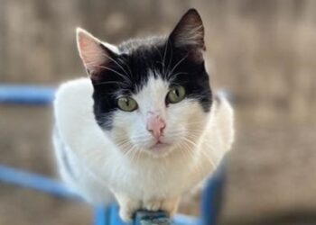 Governo selecionará municípios para esterilização de animais domésticos