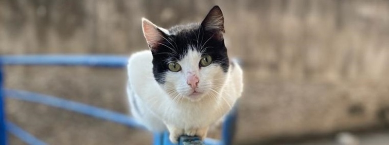 Governo selecionará municípios para esterilização de animais domésticos