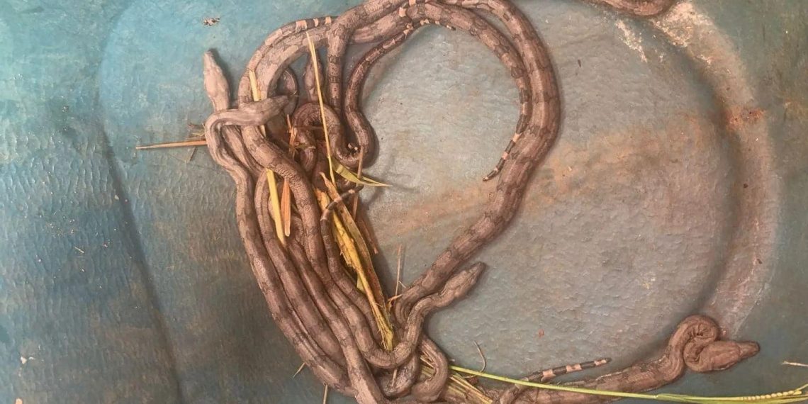 Crianças encontram ninhada de filhotes de jiboia em Guaxupé