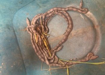 Crianças encontram ninhada de filhotes de jiboia em Guaxupé