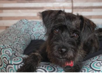 Cadastro para castração de cães e gatos é retomado em Poços de Caldas