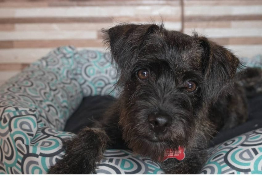 Cadastro para castração de cães e gatos é retomado em Poços de Caldas