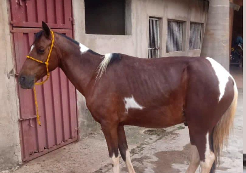 Cavalos desaparecem na zona oeste de Poços de Caldas