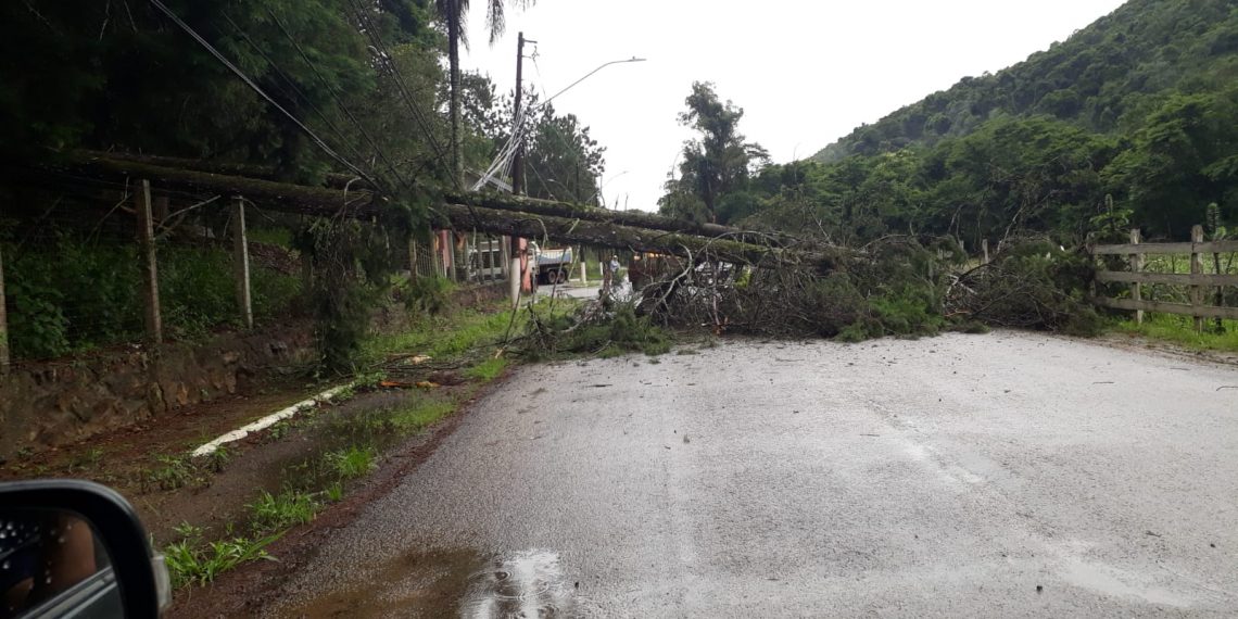 Árvore cai e Avenida que liga Pocinhos a Caldas é interditada