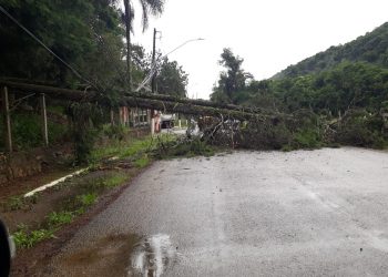 Árvore cai e Avenida que liga Pocinhos a Caldas é interditada