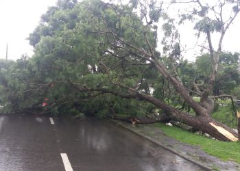 Forte chuva derruba árvore em frente ao shopping de Poços de Caldas