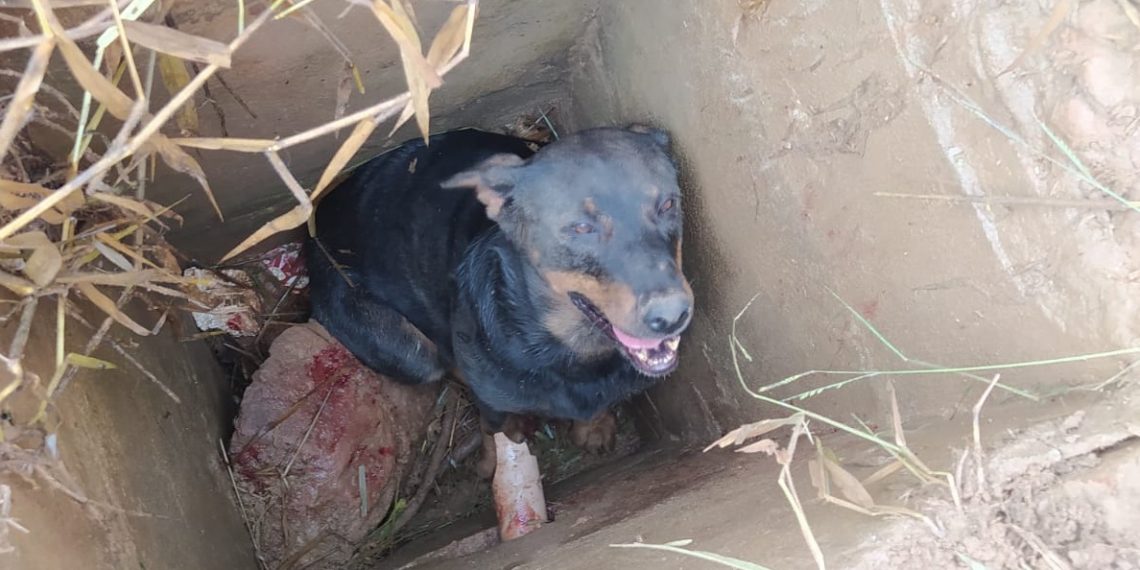 Bombeiros resgatam cachorro preso dentro de bueiro em Andradas