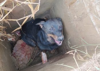 Bombeiros resgatam cachorro preso dentro de bueiro em Andradas