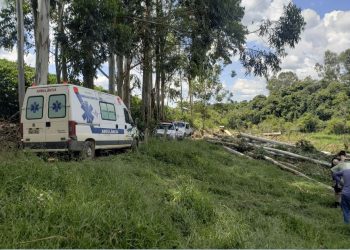 Idoso morre após ser atingido por eucalipto em Campestre-MG