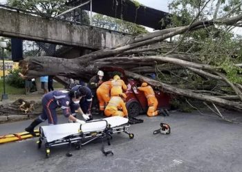 Com risco de queda, árvores na avenida João Pinheiro serão retiradas no domingo em Poços de Caldas
