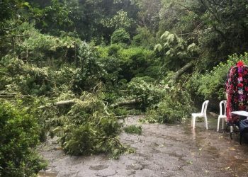 Forte chuva em Poços de Caldas derruba árvores no Recanto Japonês