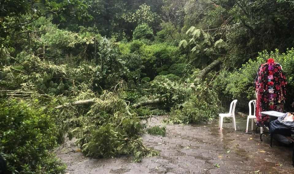 Forte chuva em Poços de Caldas derruba árvores no Recanto Japonês