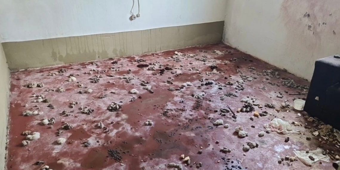 Homem é preso por maus-tratos após deixar cães em meio à fezes, urina e lixo em Poços de Caldas