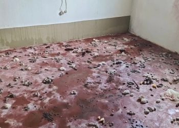 Homem é preso por maus-tratos após deixar cães em meio à fezes, urina e lixo em Poços de Caldas