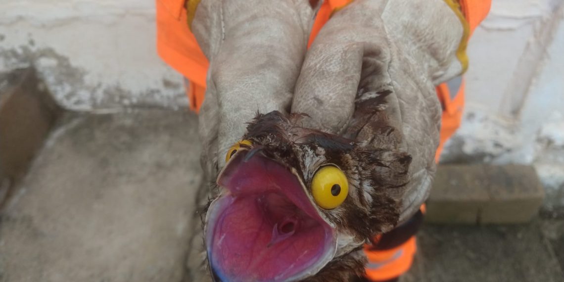“Ave-fantasma” é capturada por bombeiros de Poços de Caldas