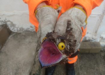 “Ave-fantasma” é capturada por bombeiros de Poços de Caldas