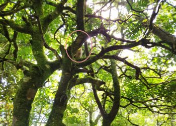 Bombeiros de Poços resgatam gato que estava preso em árvore no meio da mata