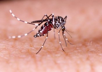Infectologista alerta sobre os riscos que o mosquito Aedes Aegypti pode trazer à saúde
