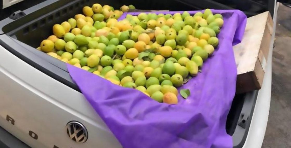 Operação apreende grande quantidade de goiaba vendida de forma irregular em Poços de Caldas
