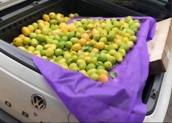 Operação apreende grande quantidade de goiaba vendida de forma irregular em Poços de Caldas