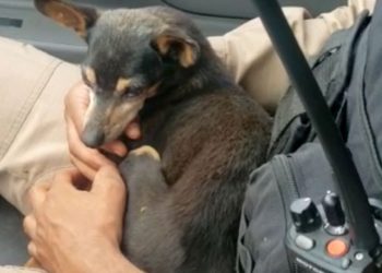 Cão abandonado em rodovia é resgatado e adotado por policial militar em Poços de Caldas