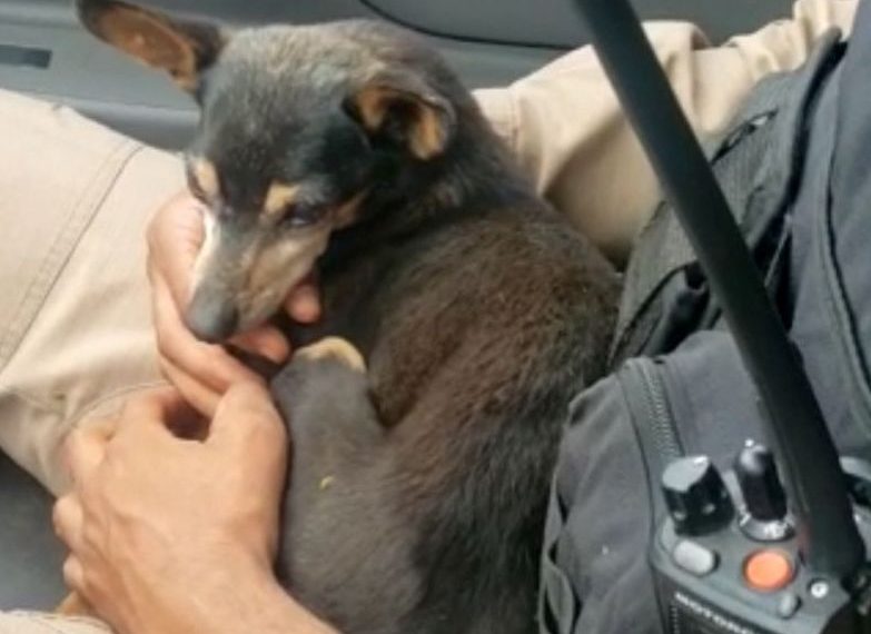 Cão abandonado em rodovia é resgatado e adotado por policial militar em Poços de Caldas