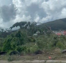 Prefeitura esclarece sobre retirada de árvores da Avenida João Pinheiro