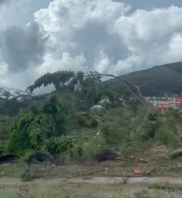 Prefeitura esclarece sobre retirada de árvores da Avenida João Pinheiro