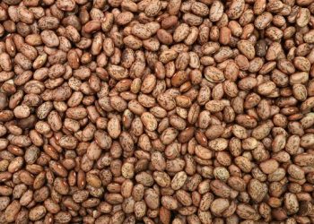 Produção de feijão será afetada com aumento da temperatura no Brasil, diz Embrapa