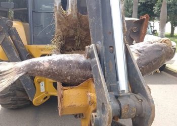 Carpa encontrada morta chama atenção pelo tamanho