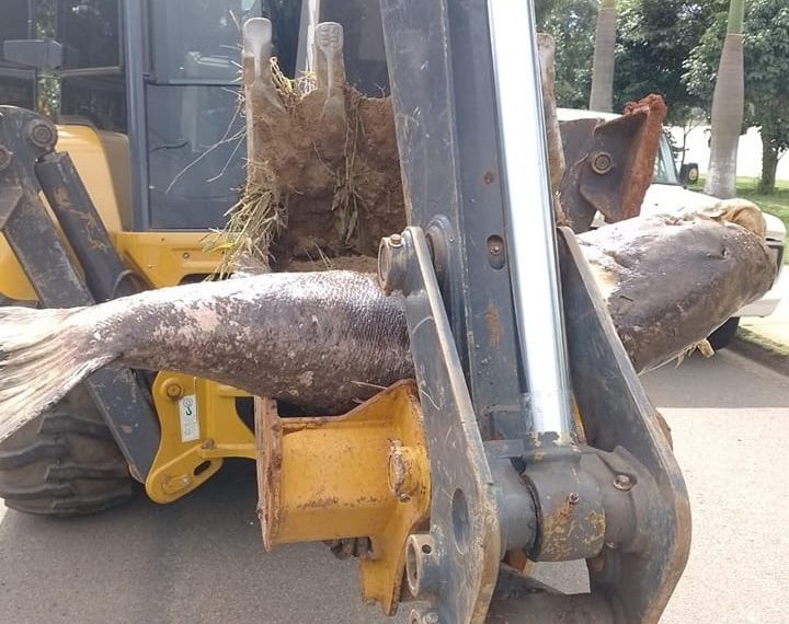 Carpa encontrada morta chama atenção pelo tamanho