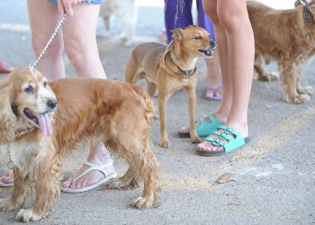 Uso de animais em pesquisas de cosméticos e perfumes é proibido
