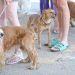 Uso de animais em pesquisas de cosméticos e perfumes é proibido