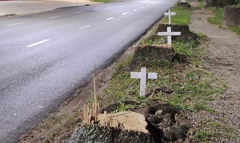 Como protesto, cruzes são afixadas após corte de árvores em avenida Poços de Caldas