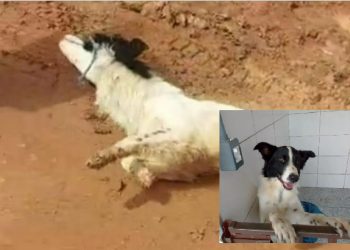 Cão espancado e arrastado por pai e filho é adotado e passa bem