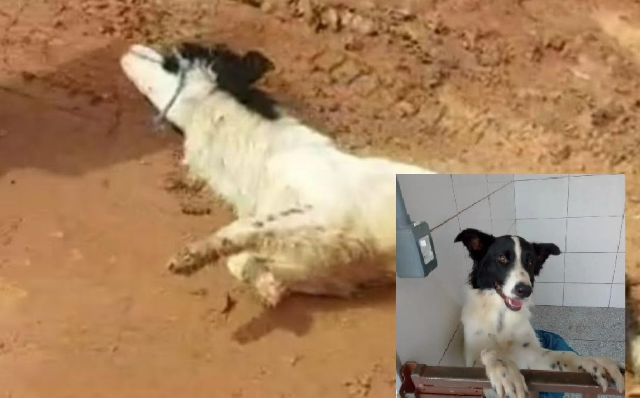 Cão espancado e arrastado por pai e filho é adotado e passa bem