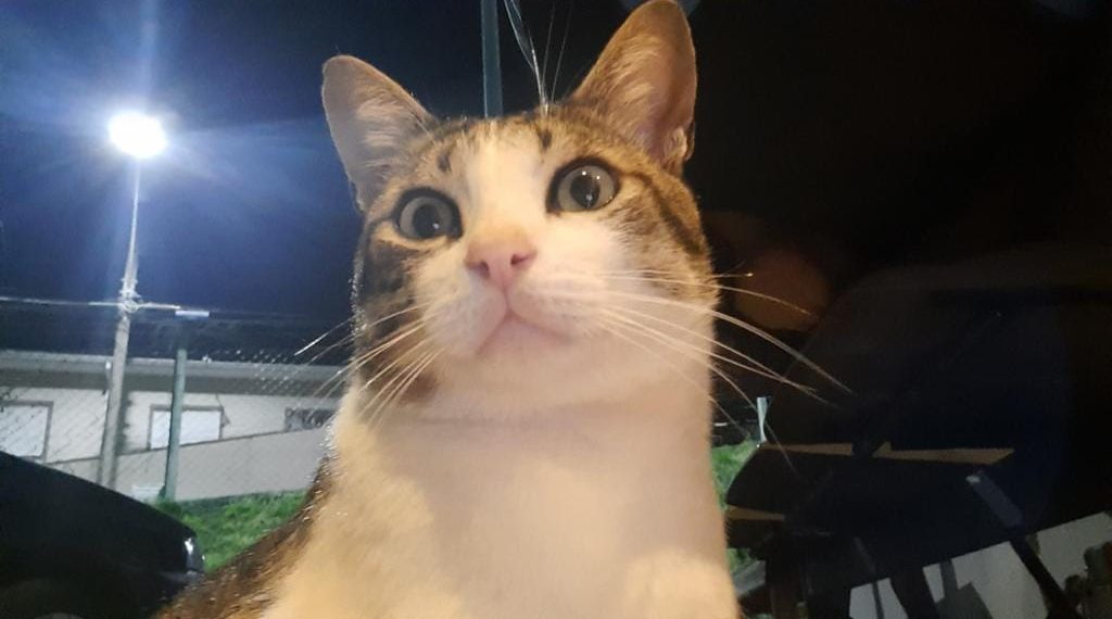 Buscas pelo gato Juninho continuam em Poços de Caldas